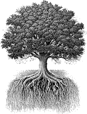 tree roots grow as far as their  branches